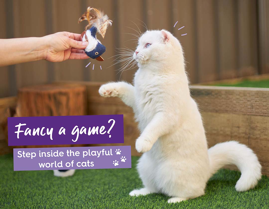 Fancy A Game? Inside The Playful World Of Cats & QUIZ – Kazoo Pet Co