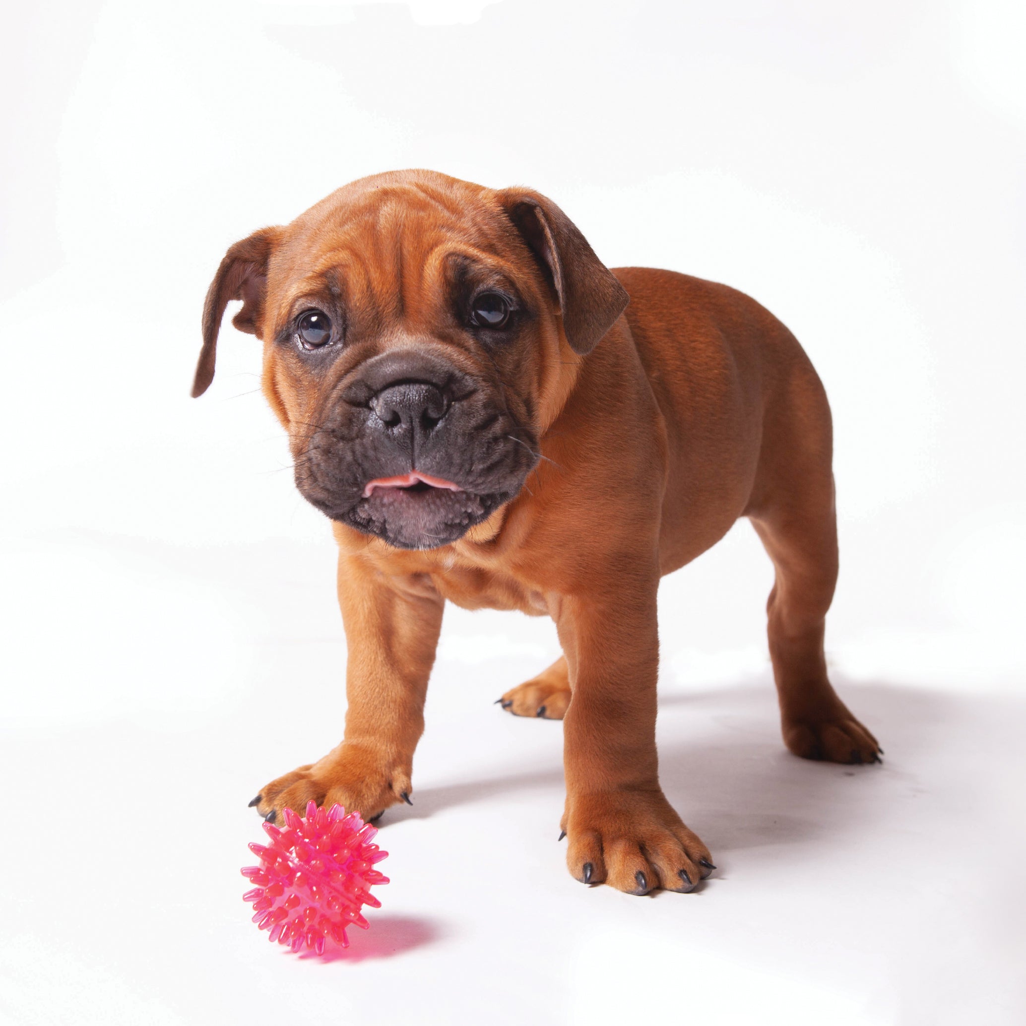 Boxer puppy outlet toys