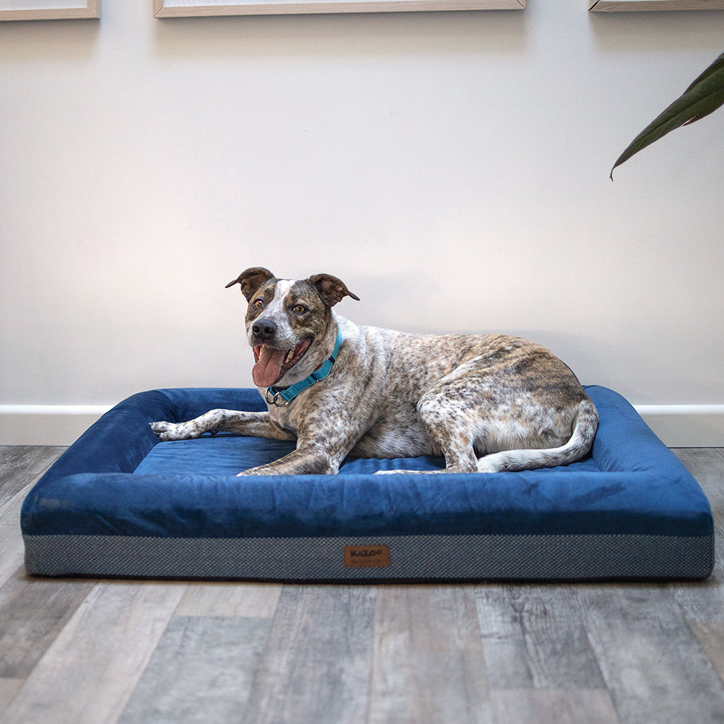 Burlington store dog beds