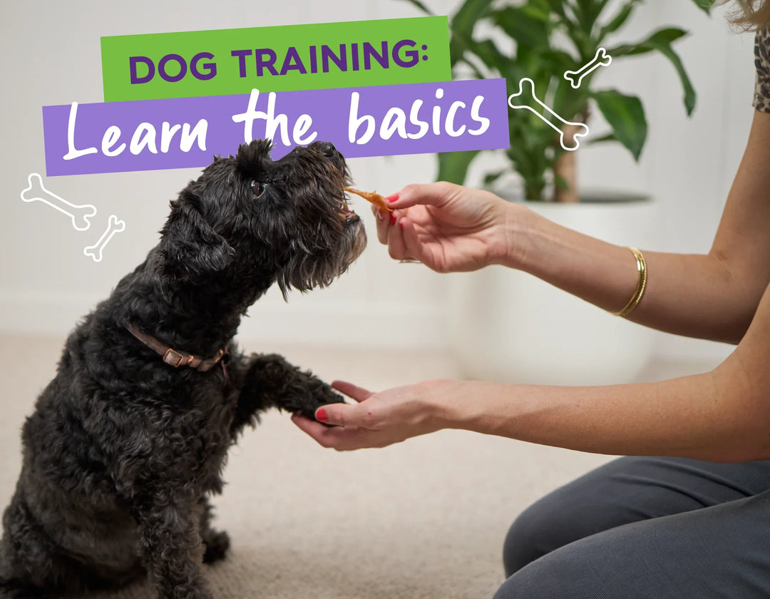 How to Train Your Dog: Learn the Basics Here!