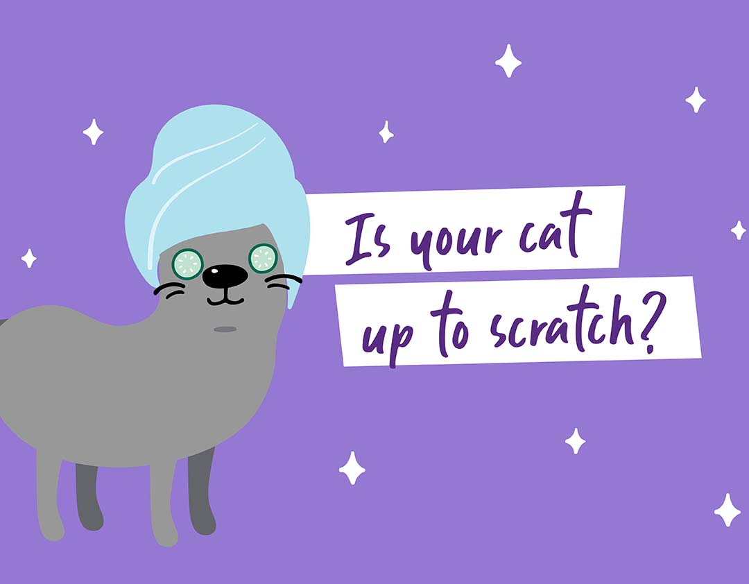 Is your cat grooming up to scratch?