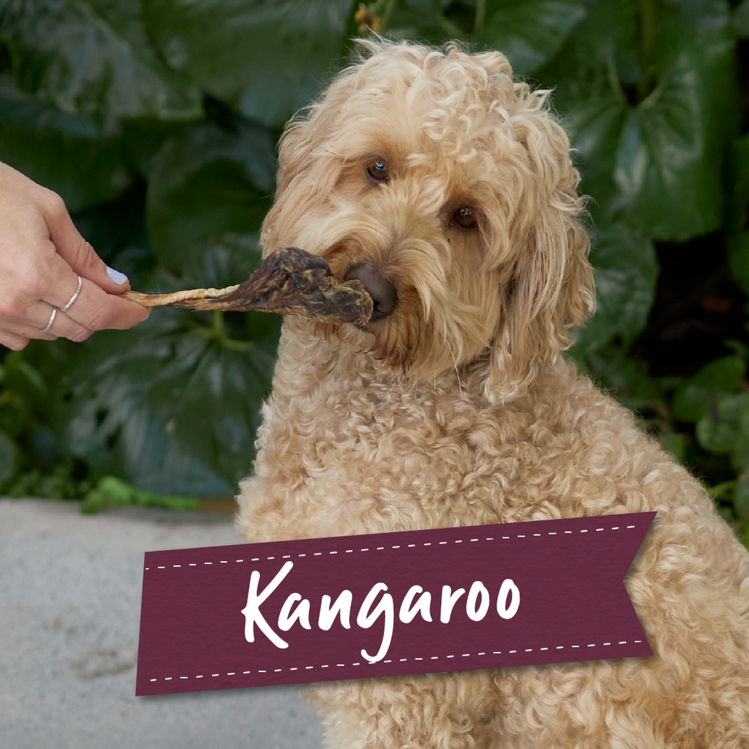 Kangaroo Dog Treats