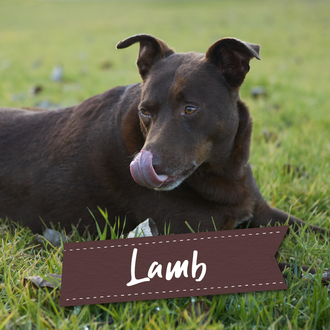 Lamb Dog Treats