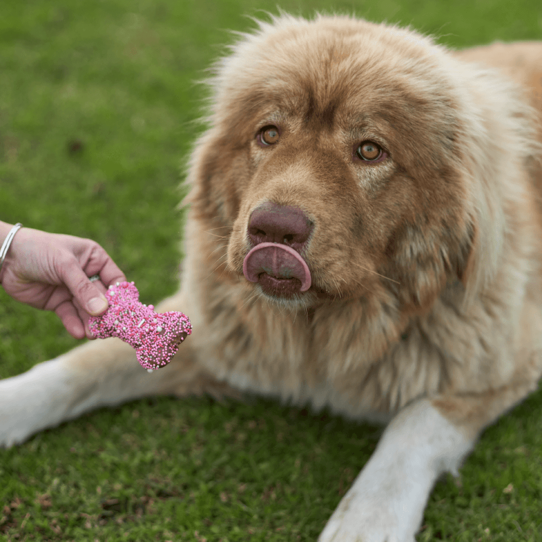 Dog Treats