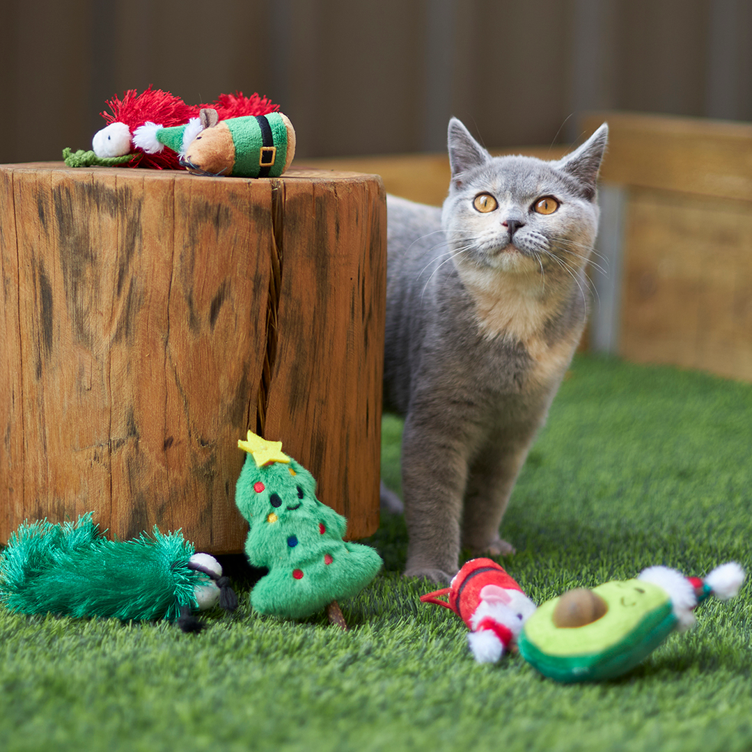 Christmas Cat