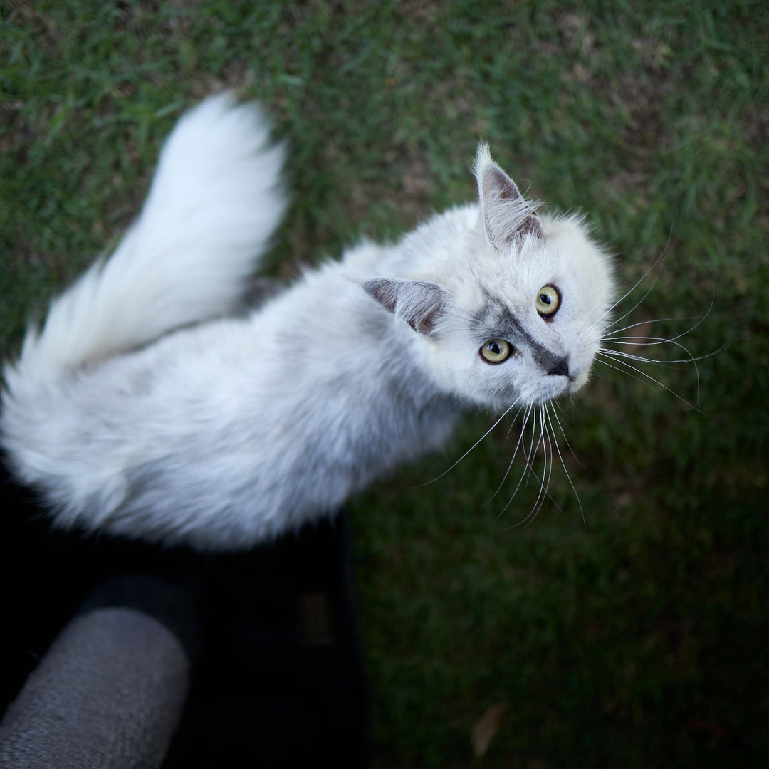 Outdoor Cat House Enclosure - Full Set