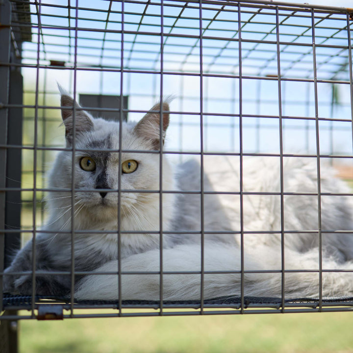 Outdoor Cat House Enclosure - Full Set