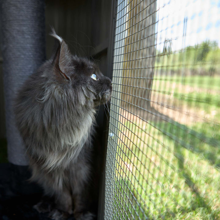 Outdoor Cat House Enclosure - Full Set