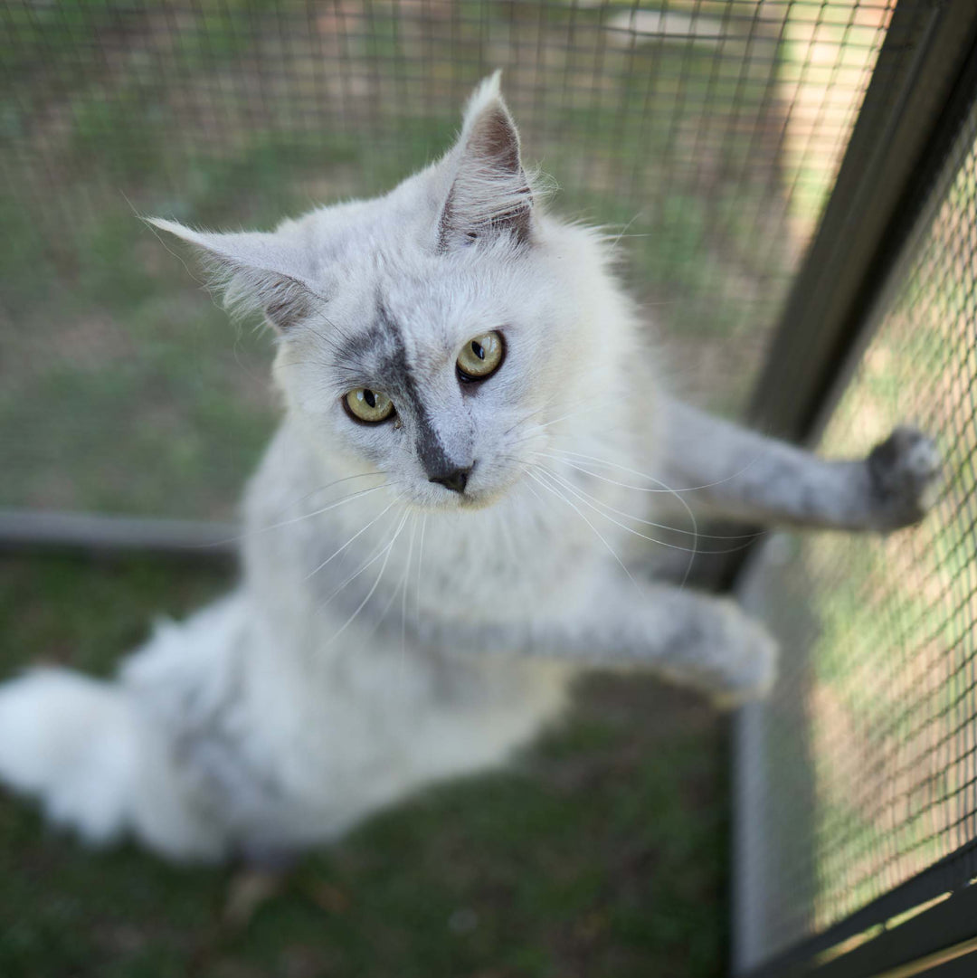 Outdoor Cat House Enclosure - Full Set