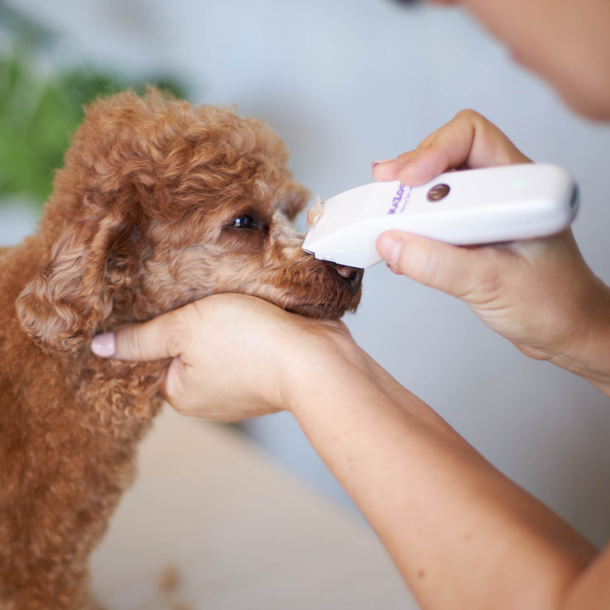 Best clippers 2024 for poodle feet