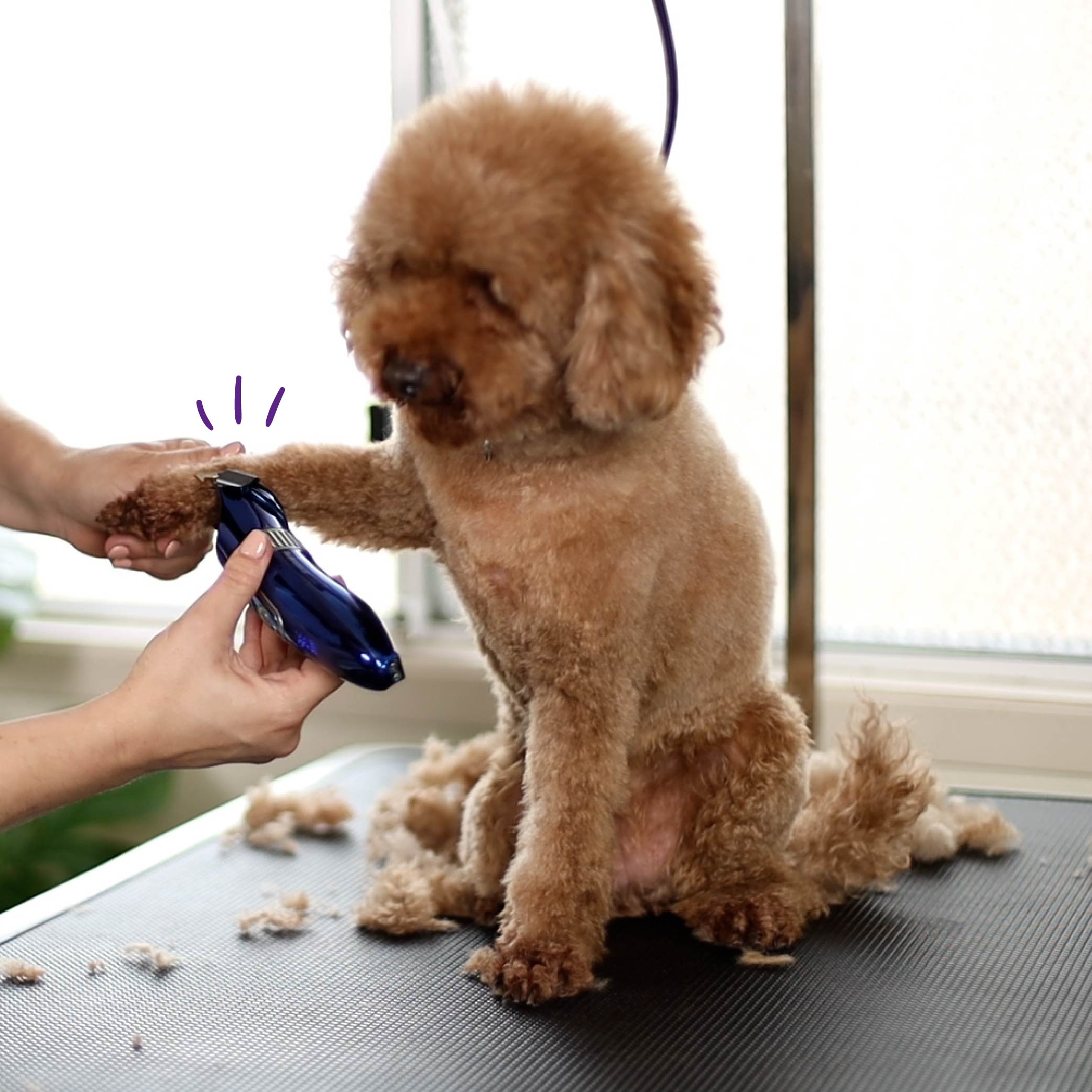 Poodle grooming outlet clippers