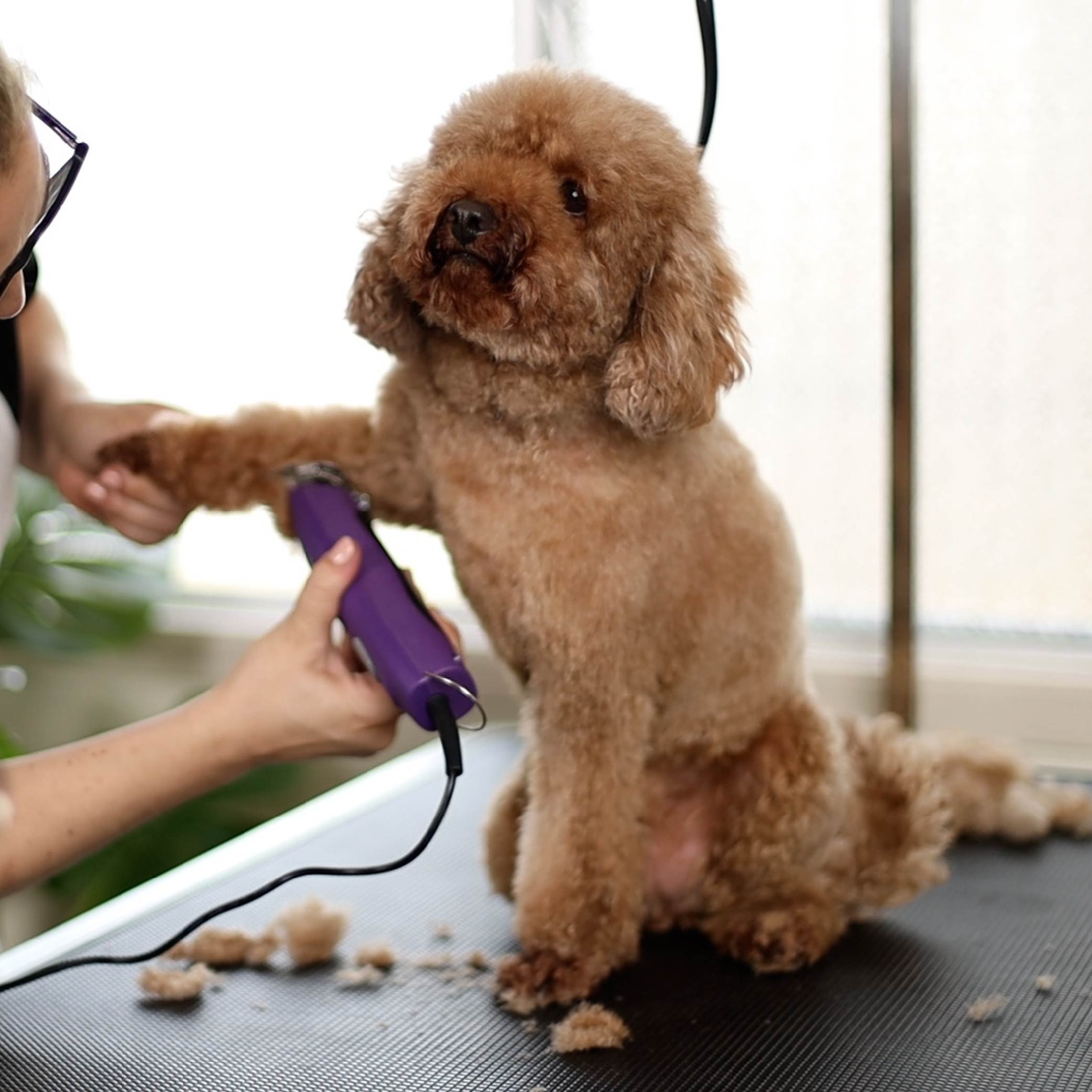 Professional poodle outlet clippers