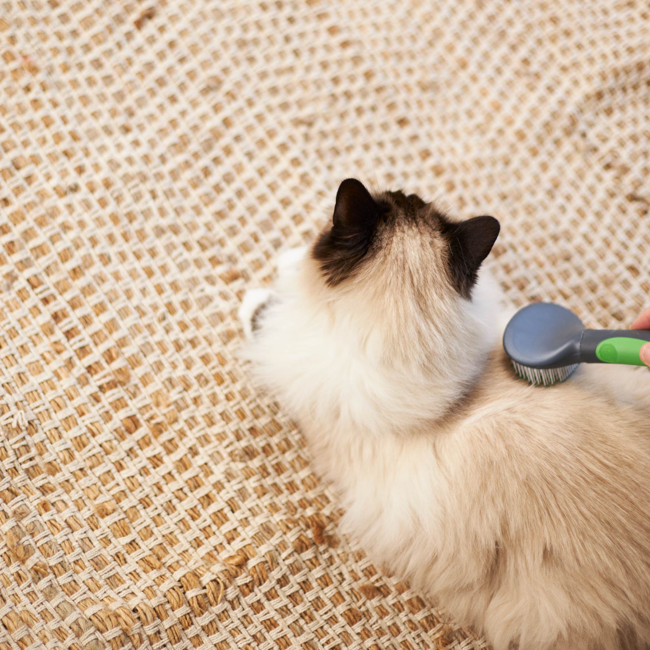 Best brush for outlet cats with short hair