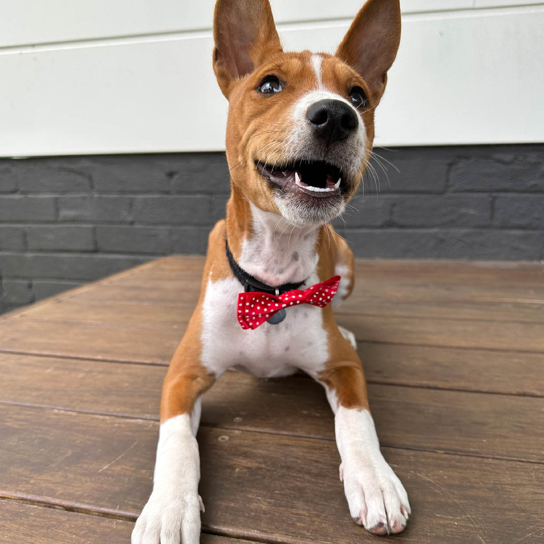 Christmas Red Bow Tie - Small