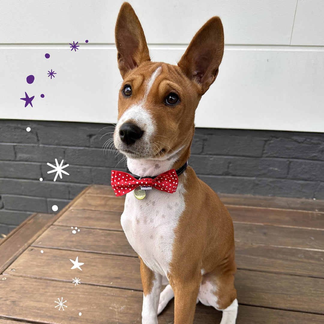 Christmas Red Bow Tie - Small