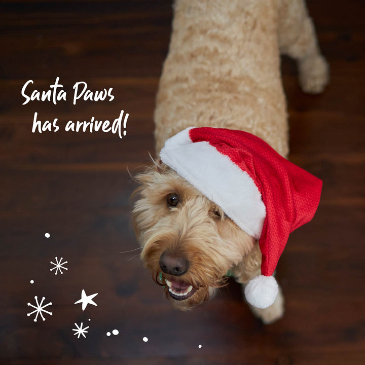 Santa Paws Hat - Large