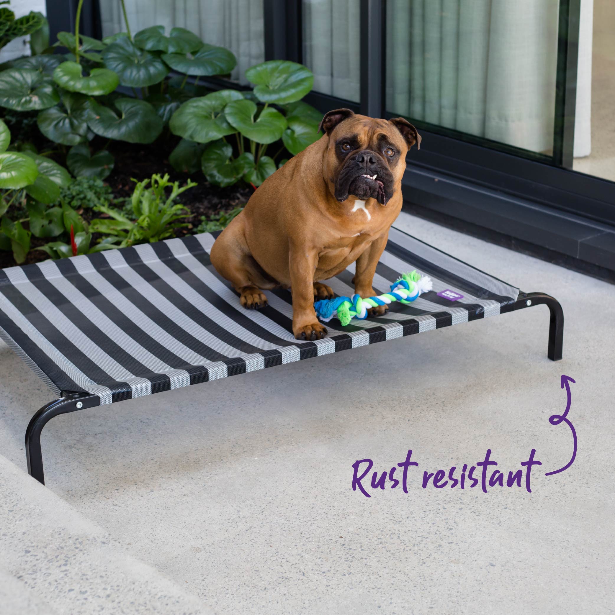 Kazoo daydream sale dog bed