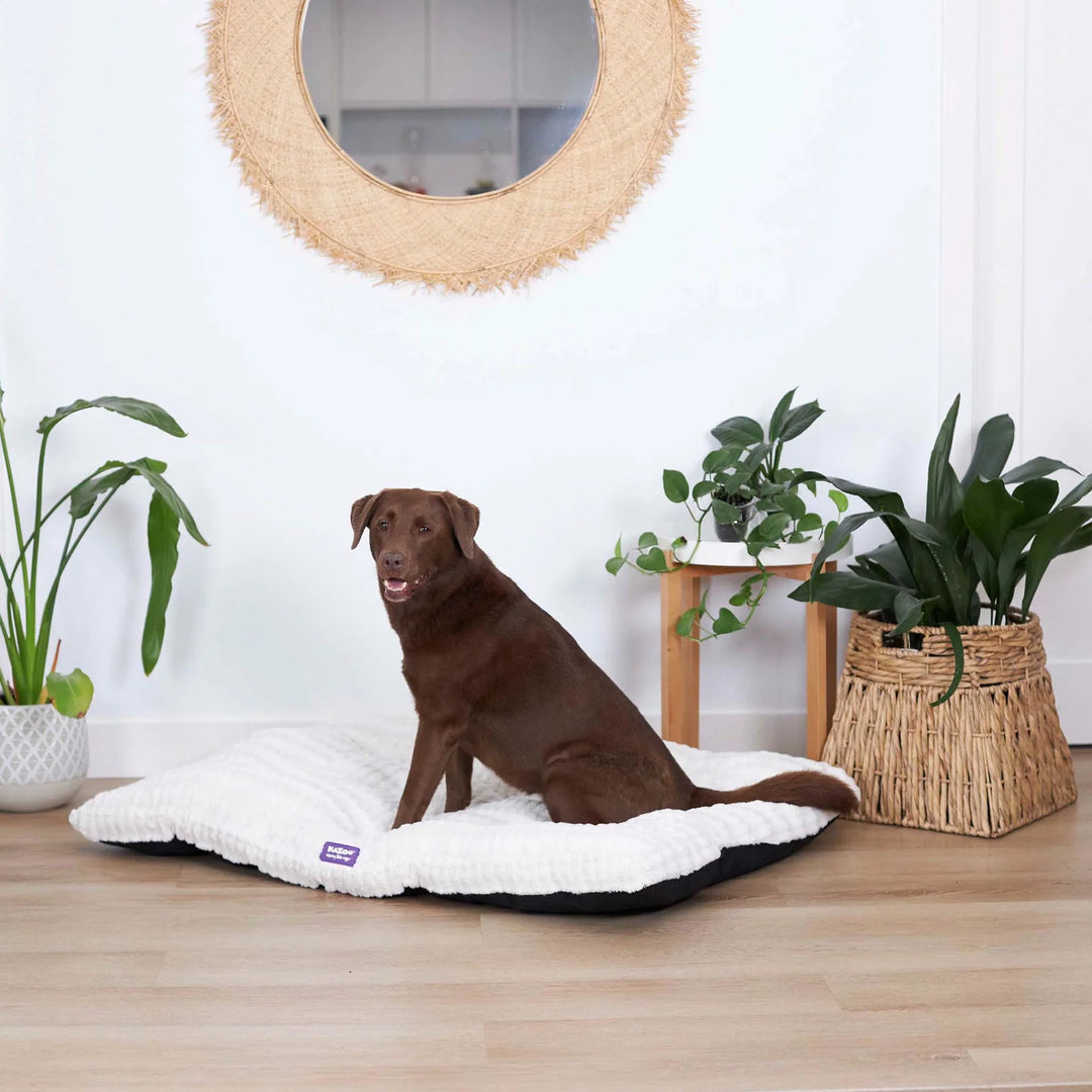 Storm Dog Pillow - Cream