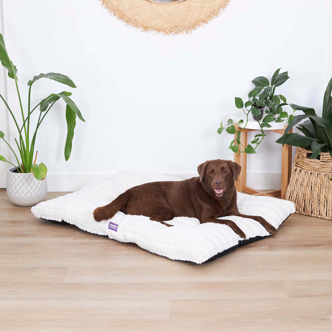 Storm Dog Pillow - Cream