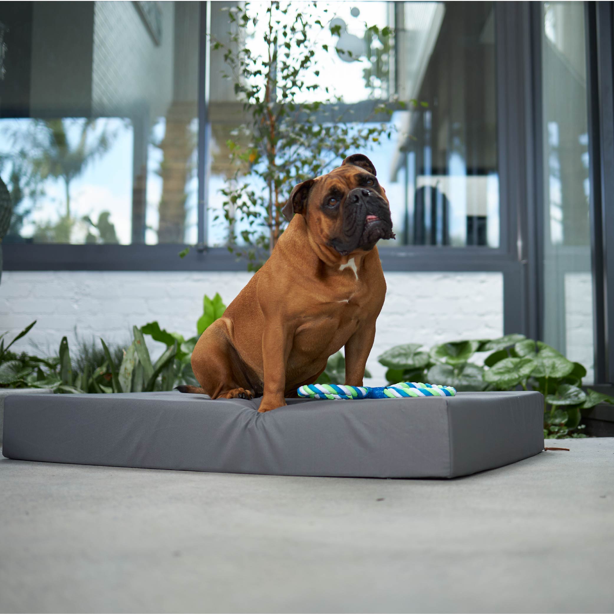 Dog beds hotsell ebay australia