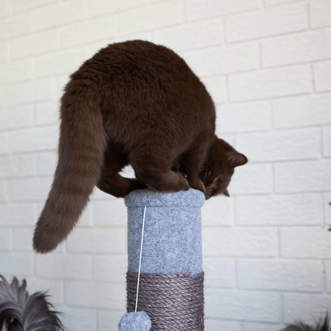 Cat Scratch Post - Medium