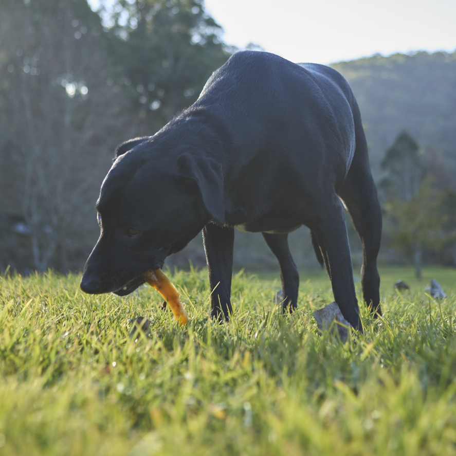 Aussie Beef Paddywack