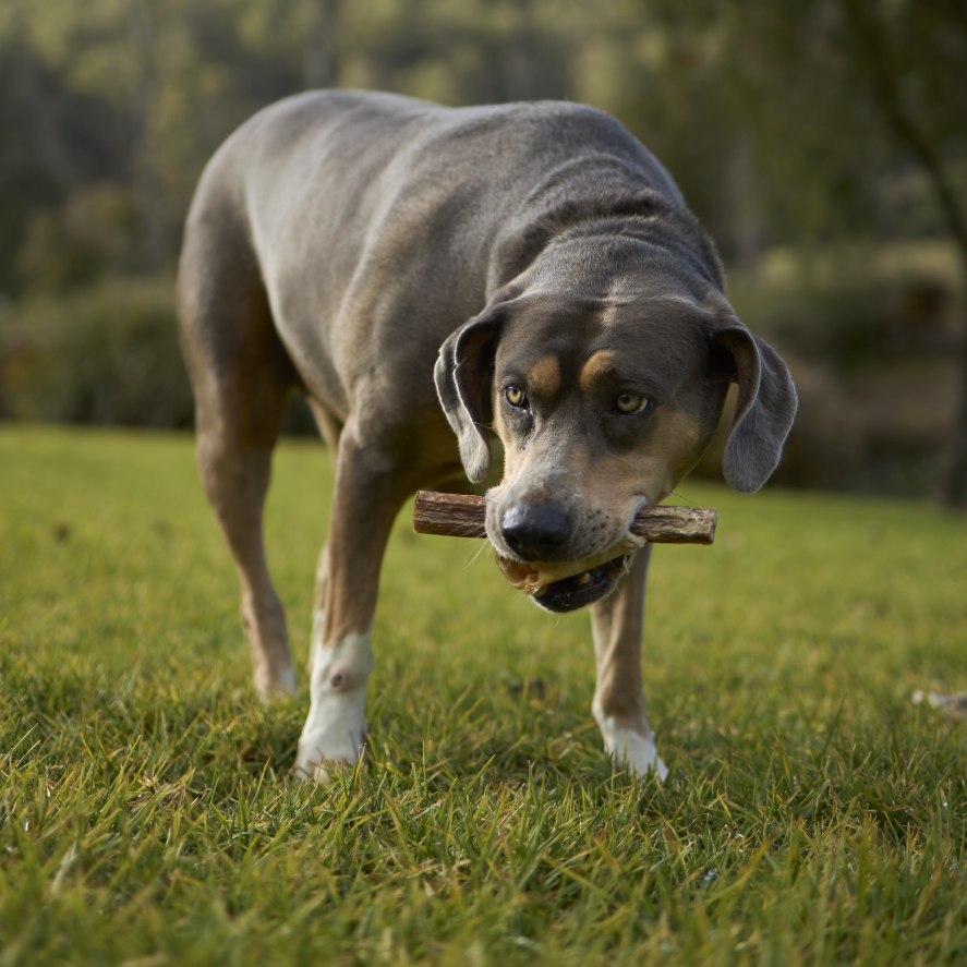 Aussie Bull Chews