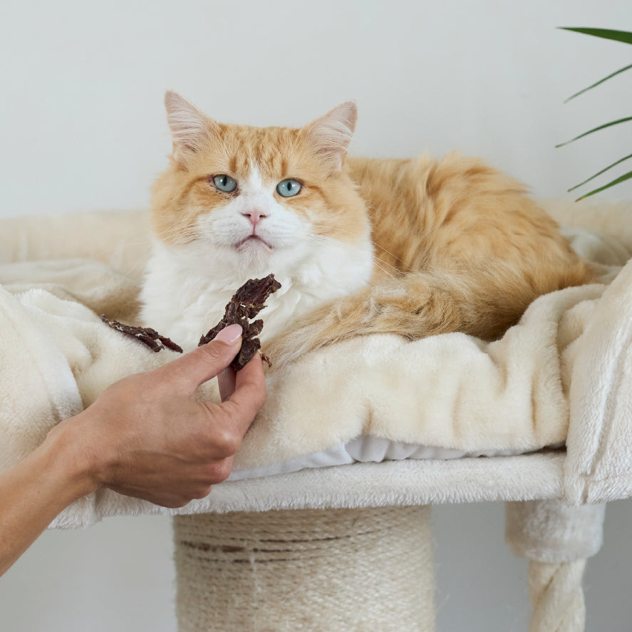 Aussie Kangaroo Steak Cat Treats