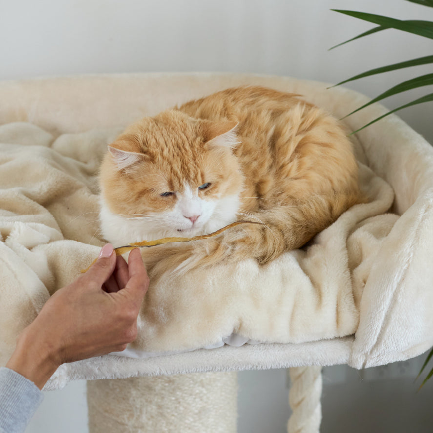 Aussie Barramundi Cat Treats