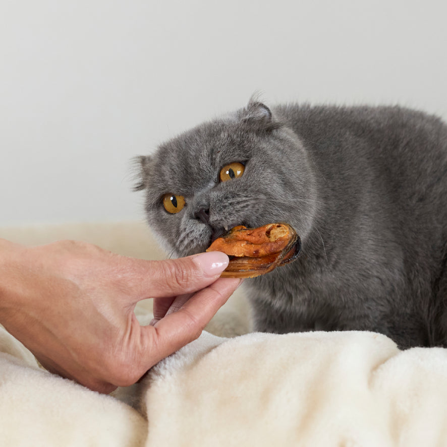 NZ Mussel Cat Treats