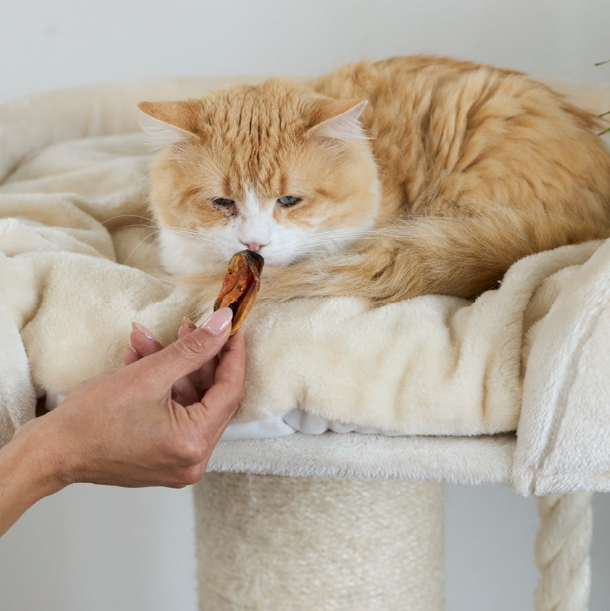 NZ Mussel Cat Treats