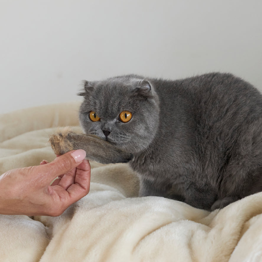 Aussie Rabbit Ears w/ Fur Cat Treats