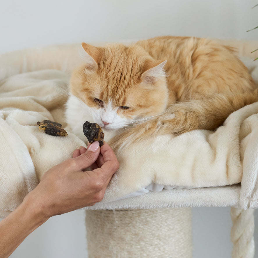 Aussie Duck Heart Cat Treats