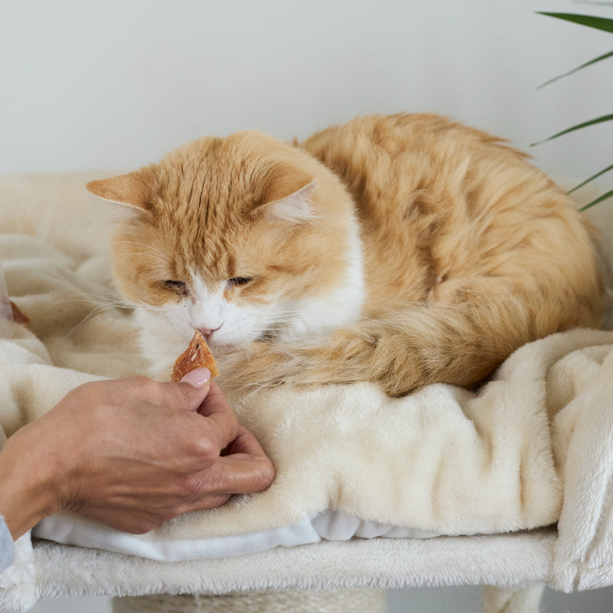 Aussie Chicken Breast Cat Treats