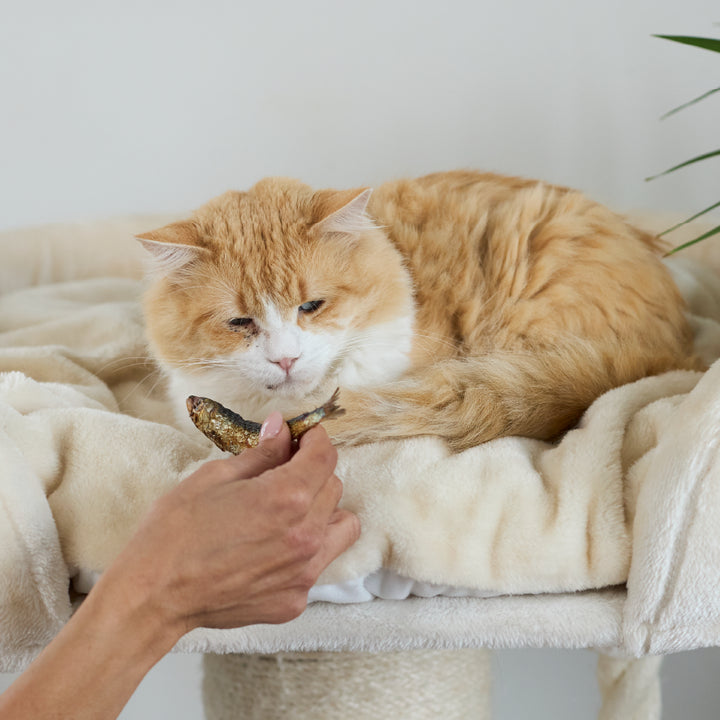 Aussie Sardines Cat Treats