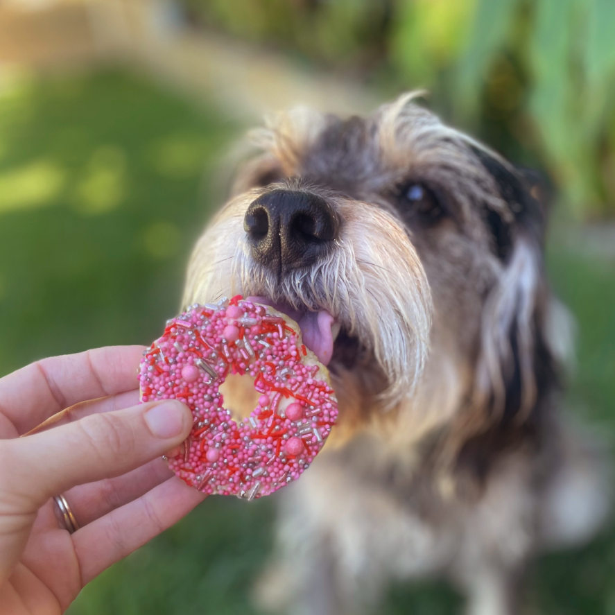 Dog Donut Biscuit - Pink