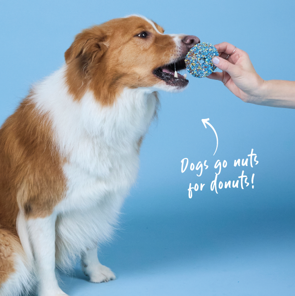 Dog Donut Biscuit - Blue