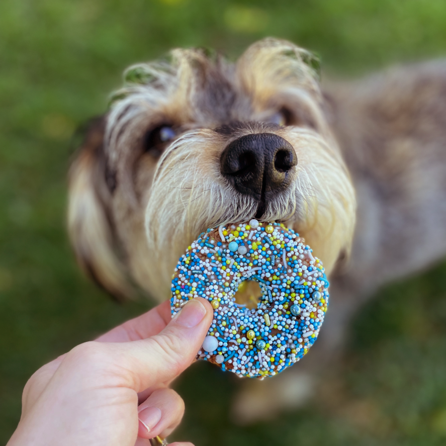 Dog Donut Biscuit - Blue