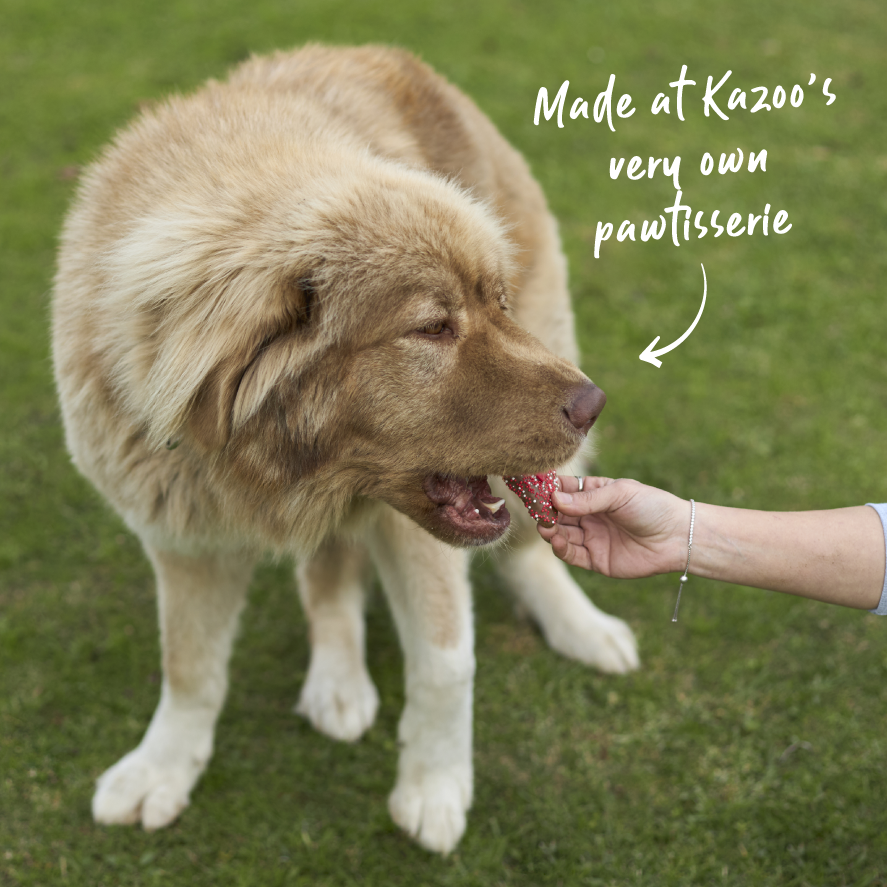 Dog Heart Cookie - Carob