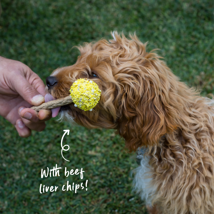 Dog Cake Pop - Yellow