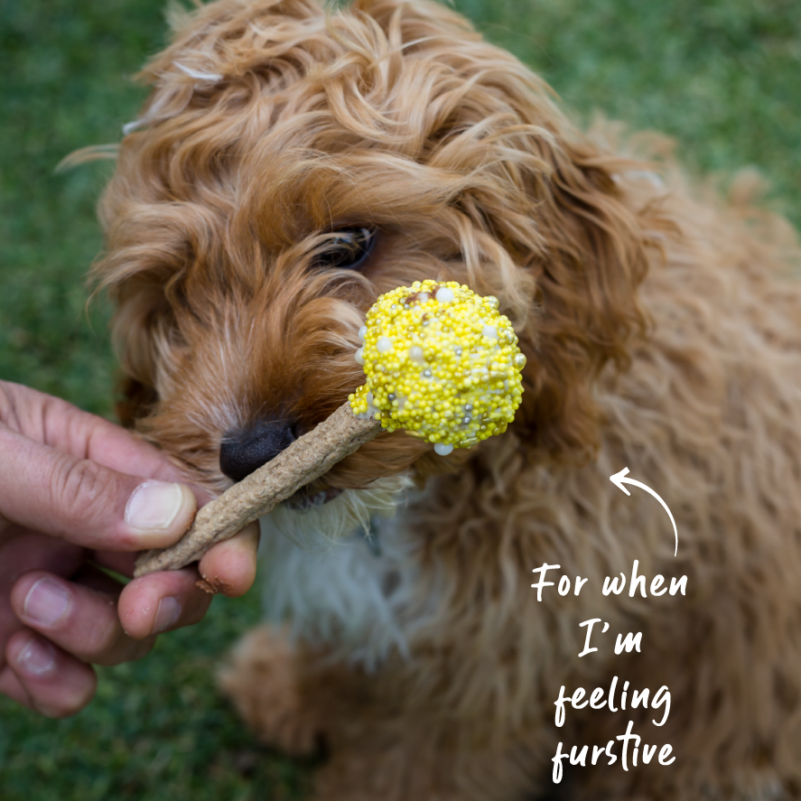 Dog Cake Pop - Yellow