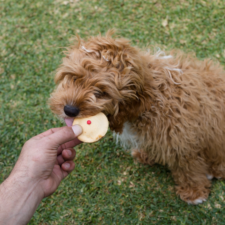 Dog Pawty Meat Pie