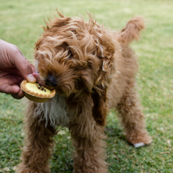 Dog Pawty Custard Tart