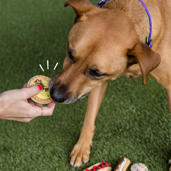 Dog Pawty Custard Tart