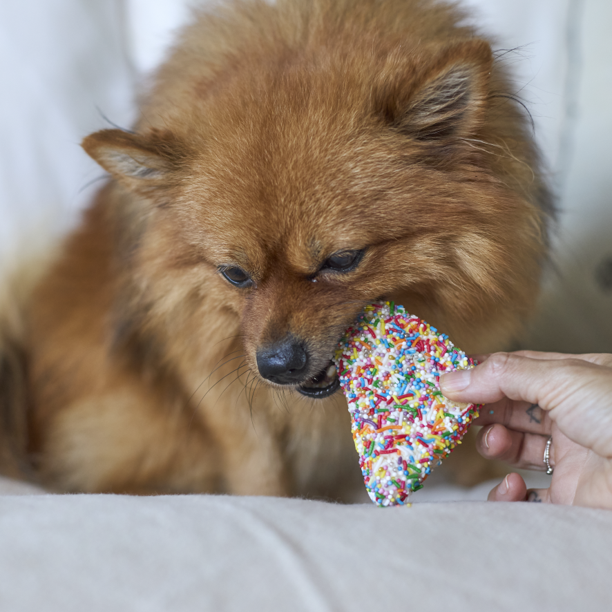 Dog Fairy Bread