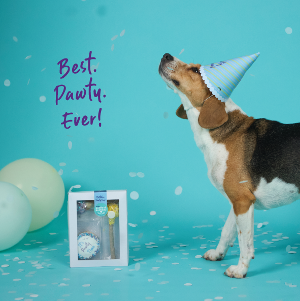 Dog Birthday Treats Party Pack - Blue