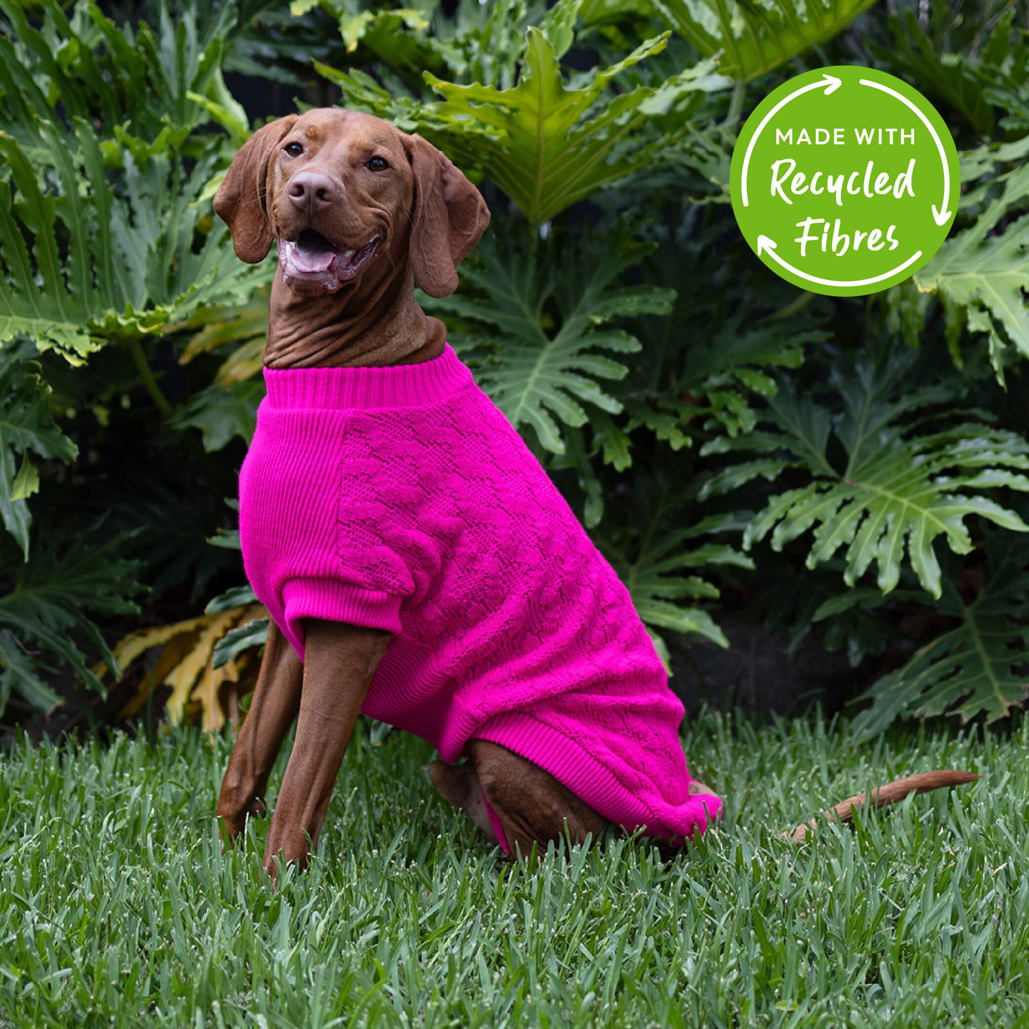 Kazoo dog jumper best sale