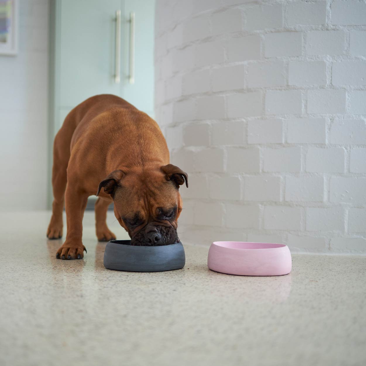 Better bowl shop dog food