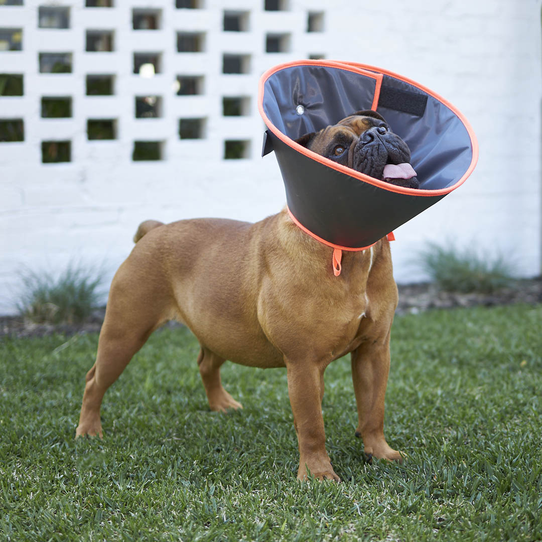 Comfy cone pet recovery collar best sale