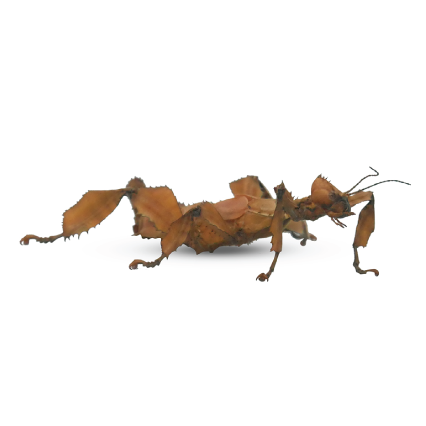 Live Pet Stick Insect - Spiny Leaf – Kazoo Pet Co